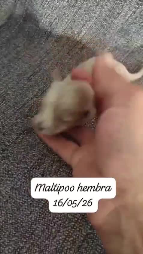 Maltipoo perros en venta: Camada de maltipoo nacionales  - Video 2