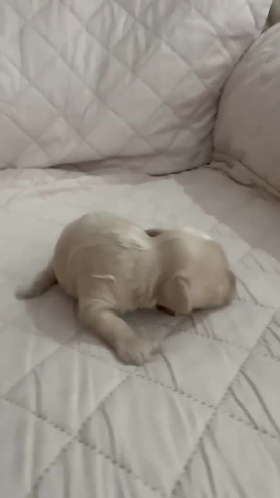 Maltipoo perros en venta: Maltipoo macho  - Video 1