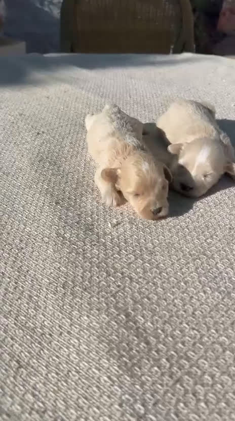 Maltipoo perros en venta: Maltipoo disponibles para el 8 de enero  - Video 2