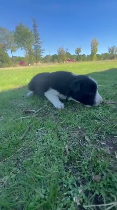 Border Collie perros en venta: Border collie - Video 3