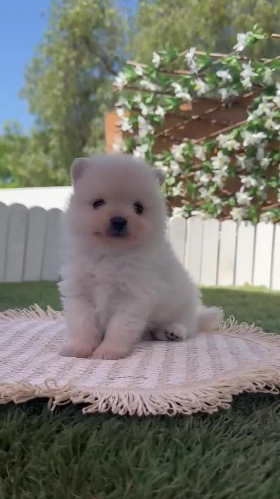 Pomerania perros en venta: POMERANIA  - Video 1