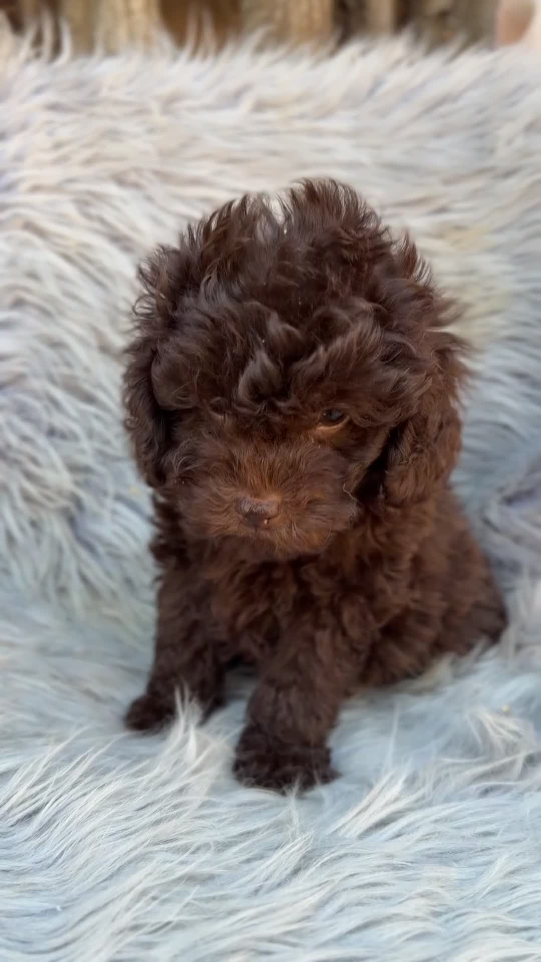 Maltipoo perros en venta: Maltipoo F1B chocolate  - Video 2