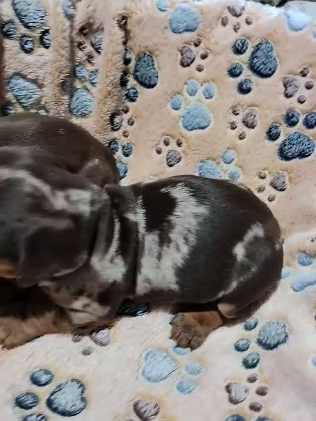 Teckel Miniatura perros en venta: Teckel mini  - Video 1