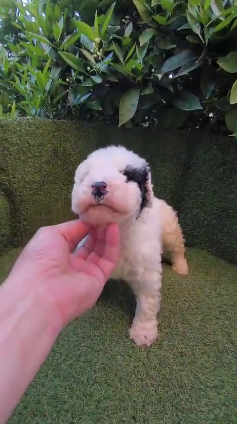 Perro de Agua Español perros en venta: Perros de agua  - Video 2