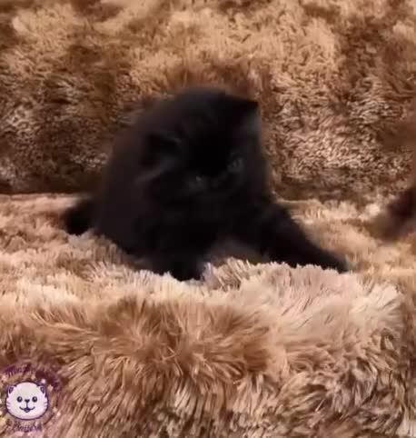 Persa gatos en venta: Persa puro negrito. - Video 1