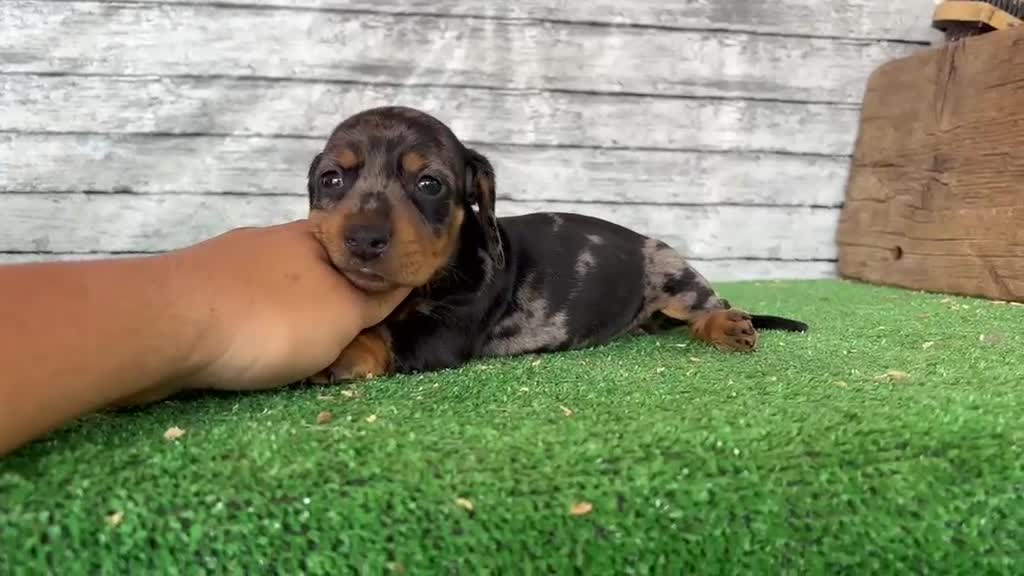 Teckel Miniatura perros en venta: Teckel miniatura machos y hembras  - Video 1