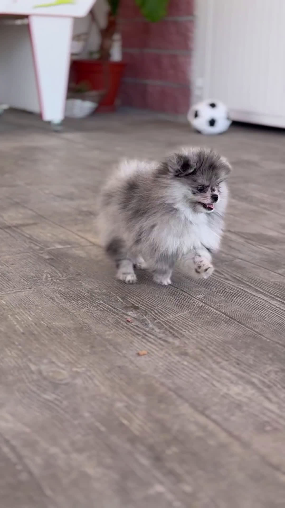 Pomerania perros en venta: 🌌 Prodigy – Pomerania exótico Merlé 🐾 - Video 1