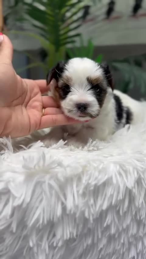 Yorkshire Terrier perros en venta: YORKSHIRE BIEWER - Video 1