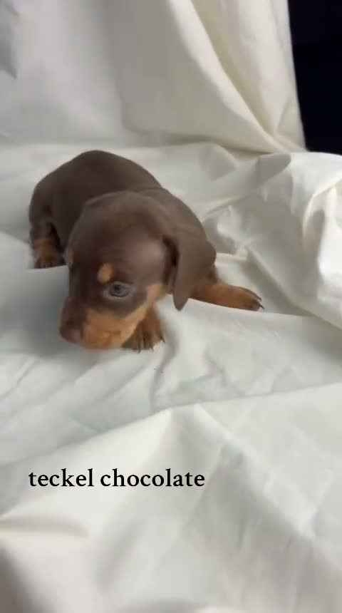 Teckel Miniatura perros en venta: Takel miniaturas - Video 3