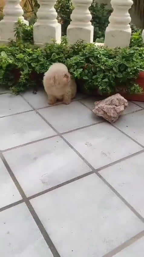 Caniche Toy perros en venta: CANICHE HEMBRA TOY EXCLUSIVA  - Video 1