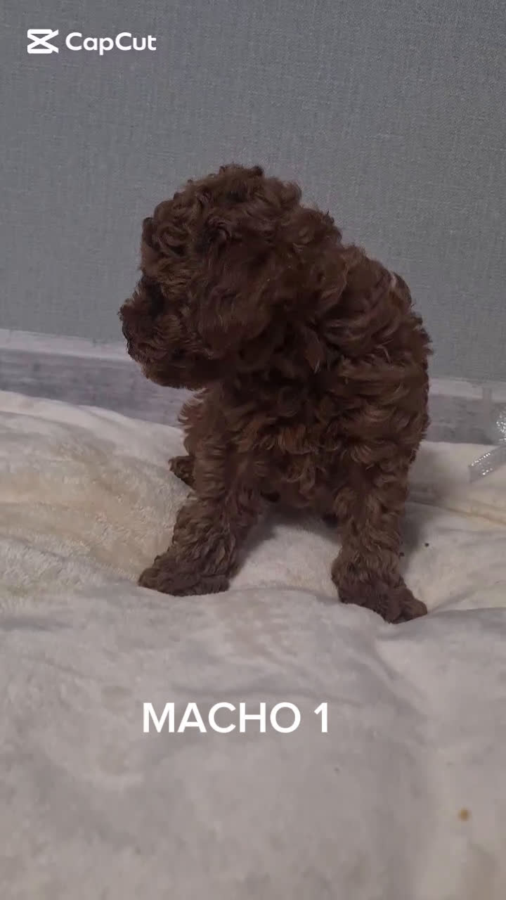 Caniche Toy perros en venta: ASIATICO 100% MACHO TOY - Video 1