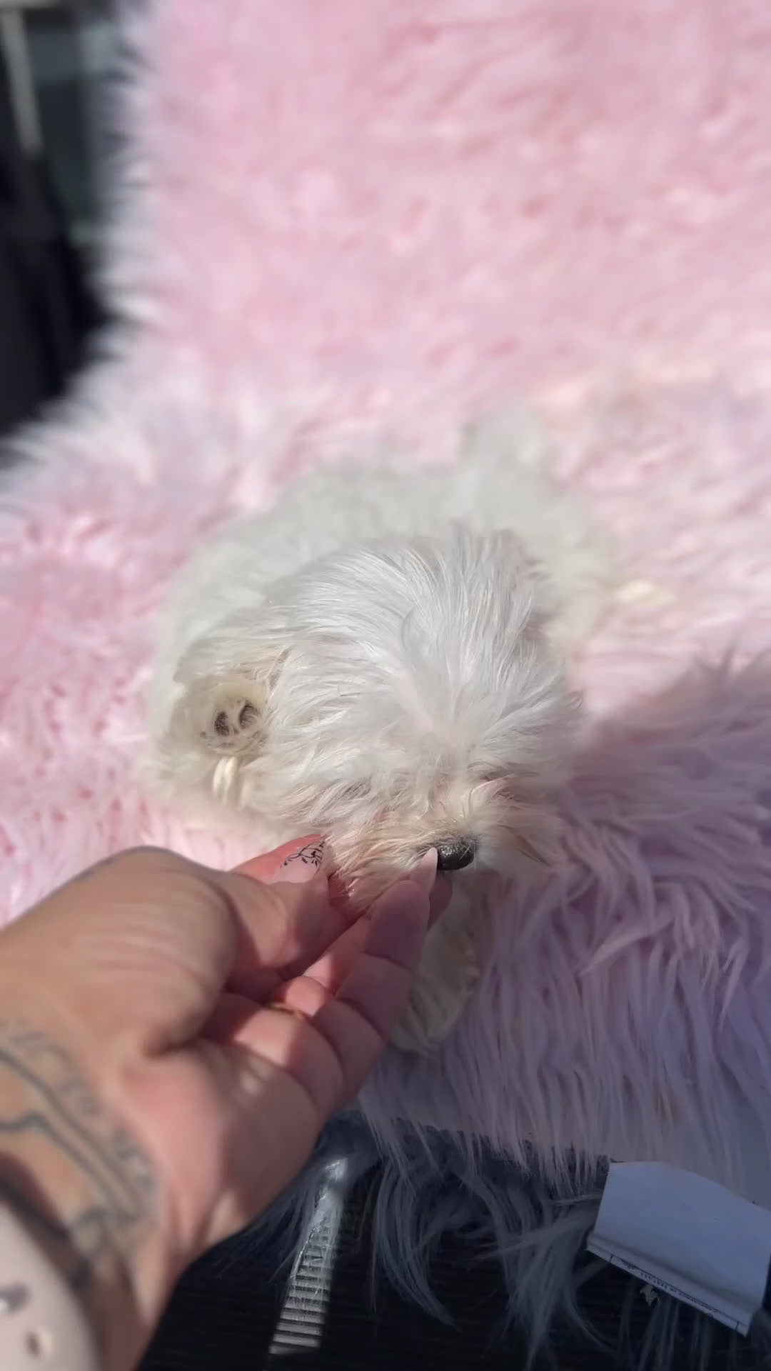 Bichón Maltés perros en venta: Bichon maltés coreana  - Video 2