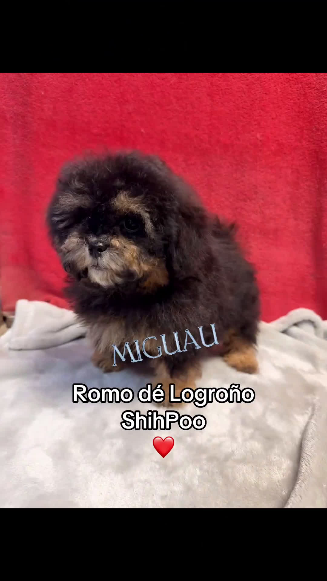 Shihpoo perros en venta: Monísimo ShihPoo Negro y fuego - Video 1
