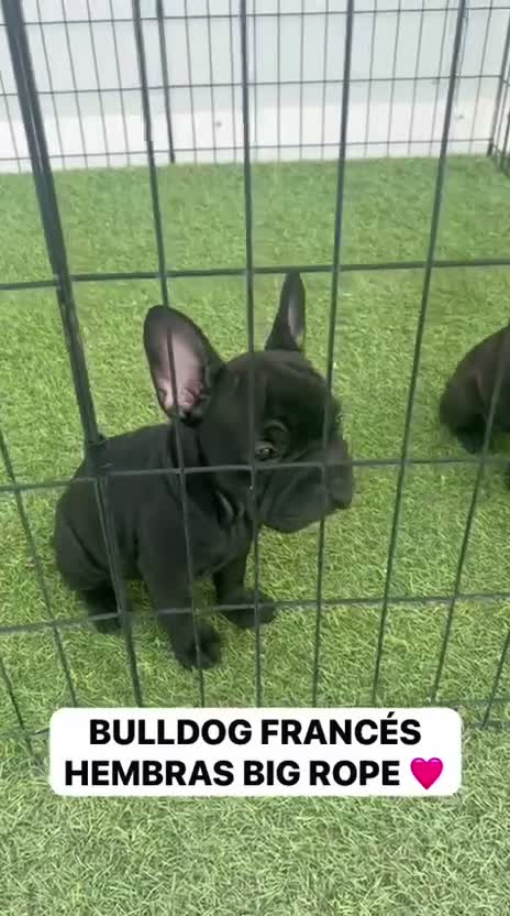 Bulldog Francés perros en venta: DOS CACHORRAS PRECIOSAS BULLDOG FRANCÉS BIG ROPE  - Video 1