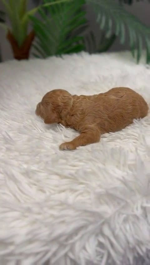 Caniche Toy perros en venta: CANICHE TOY - Video 1