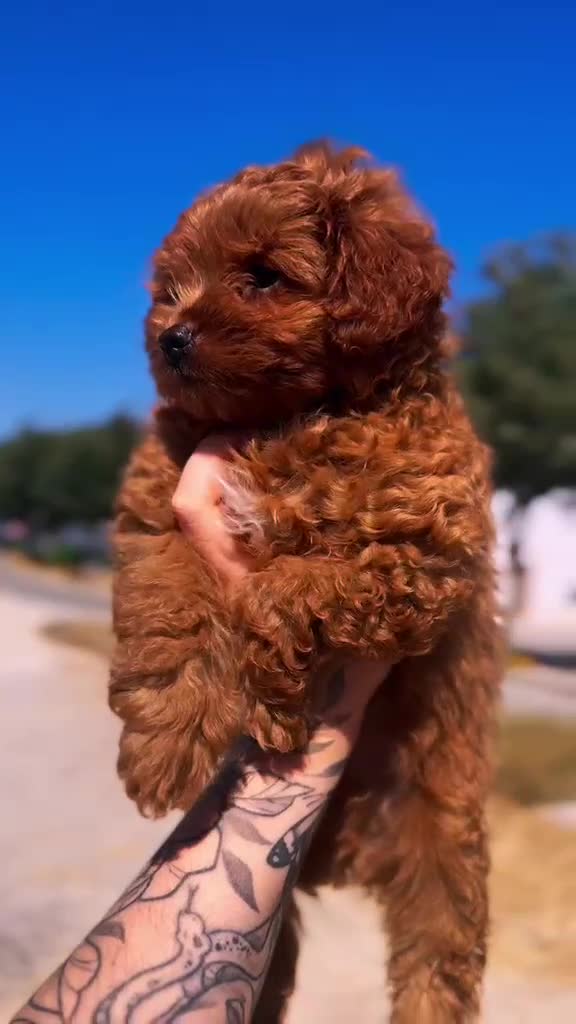 Caniche Toy perros en venta: Caniche Toy - Video 1