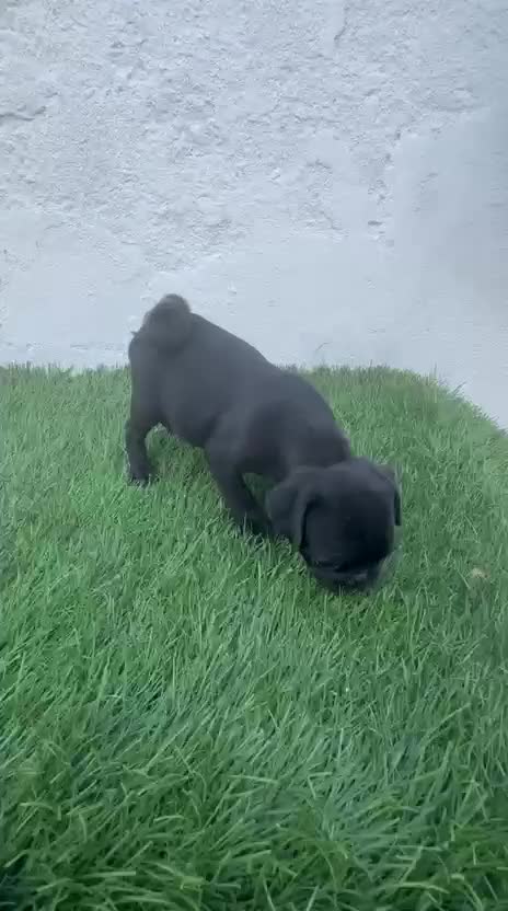 Carlino - Pug perros en venta: Carlino - Pug - Video 1