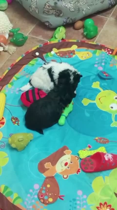 Biewer Yorkshire Terrier a la Pom Pon perros en venta: Cachorros Yorkshire colores exóticos - Video 1