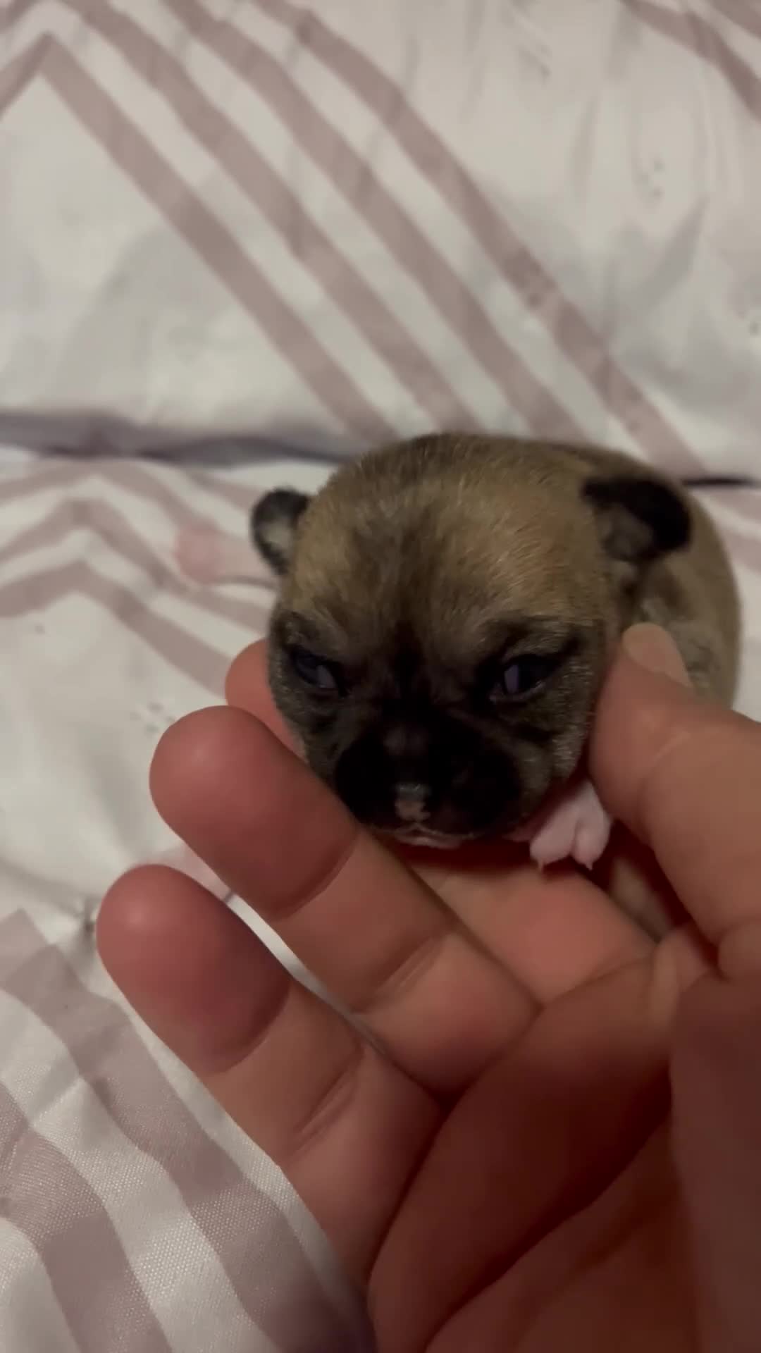 Chihuahua perros en venta: Chihuahua  - Video 1