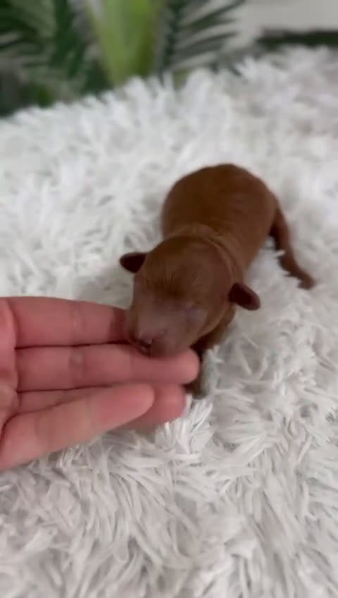 Caniche Toy perros en venta: CANICHE ROJO - Video 1