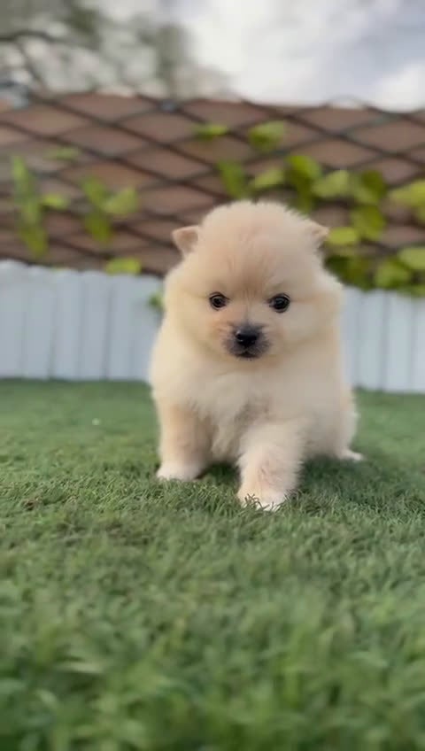 Pomerania perros en venta: POMERANIA HEMBRA - Video 1
