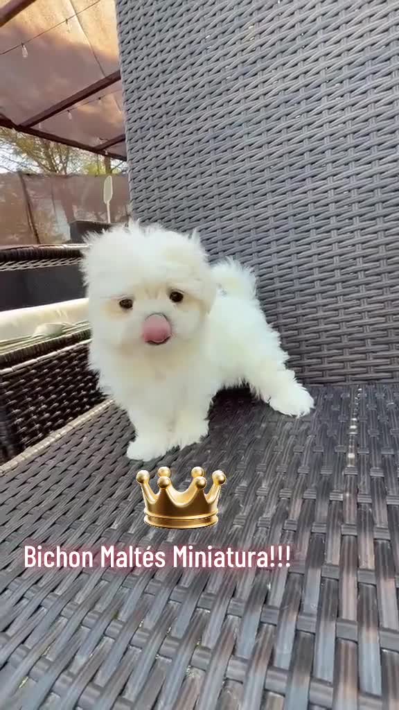 Bichón Maltés perros en venta: Bichon mini toy líneas coreanas !!! - Video 1