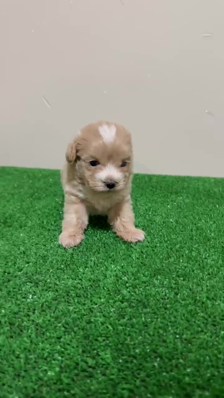 Maltipoo perros en venta: LEER EL TEXTO Maltipoo Toy Macho Apricot Rojo  - Video 1