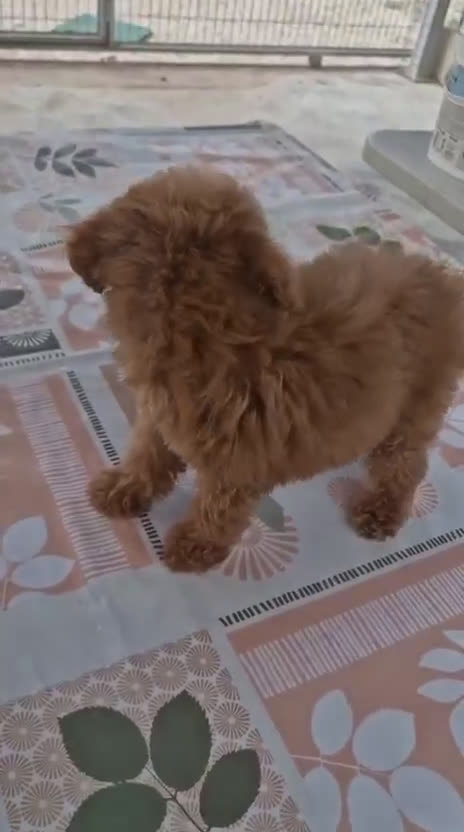 Caniche Toy perros en venta: Caniche Toy - Video 2