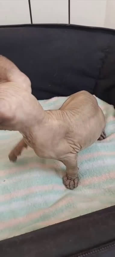 Sphynx gatos en venta: Precioso machito ojos claros  - Video 1