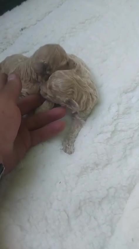 Caniche Toy perros en venta: Camadas de caniches toy machos - Video 1