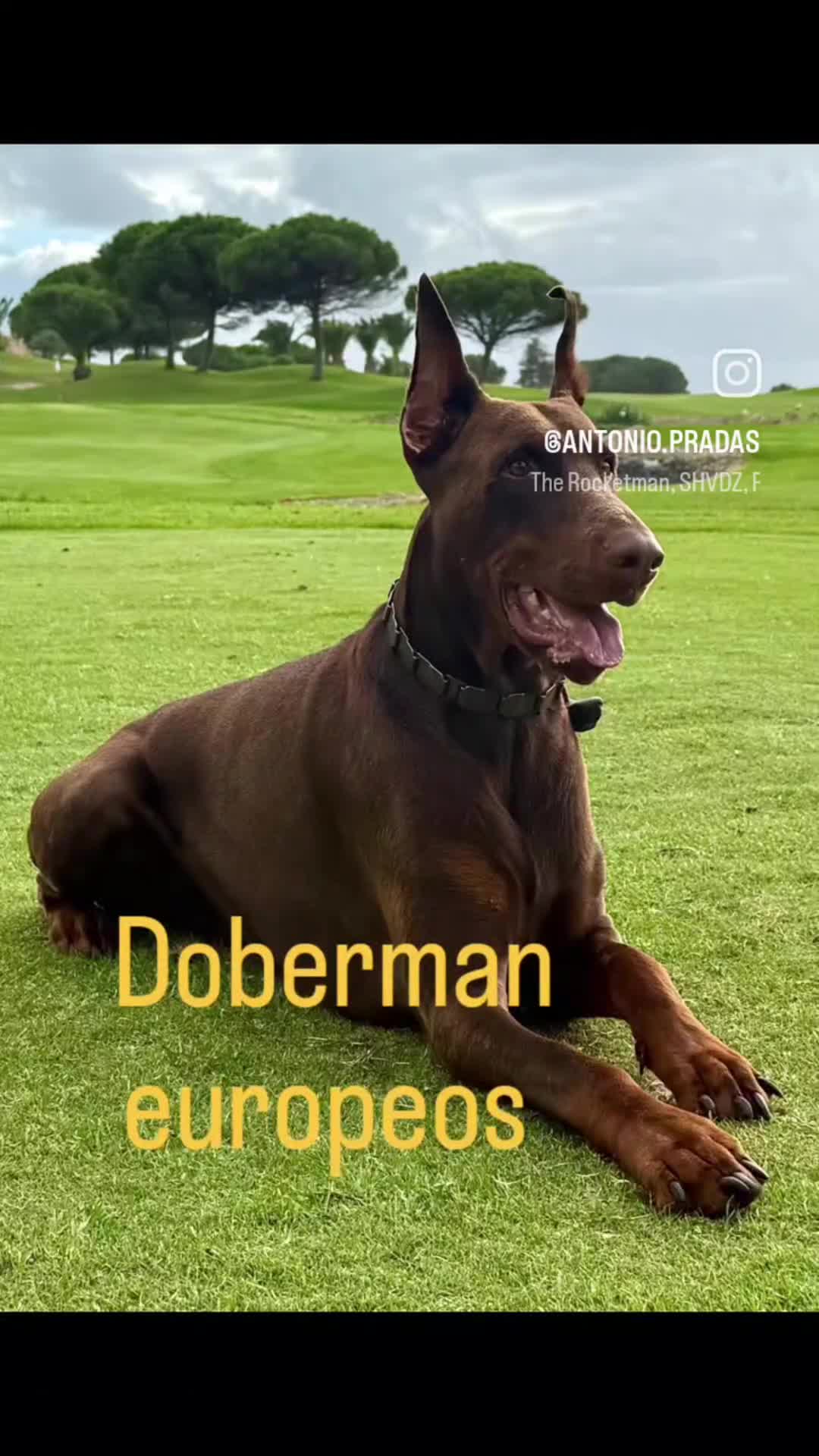 Dobermann perros en venta: Doberman europeos  - Video 1
