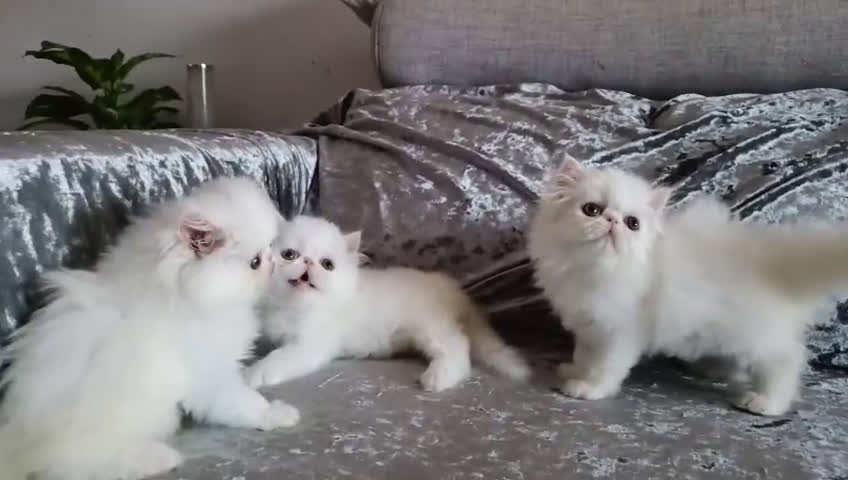 Persa gatos en venta: Gatitos Persa  - Video 1