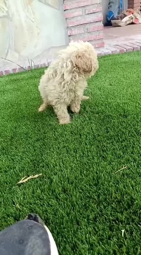 Maltipoo perros en venta: Macho matipoo  - Video 1