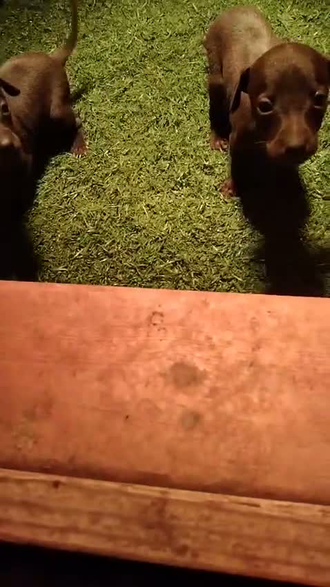 Pequeño Lebrel Italiano perros en venta: 2 Machitos de Galgo enano italiano - Video 1