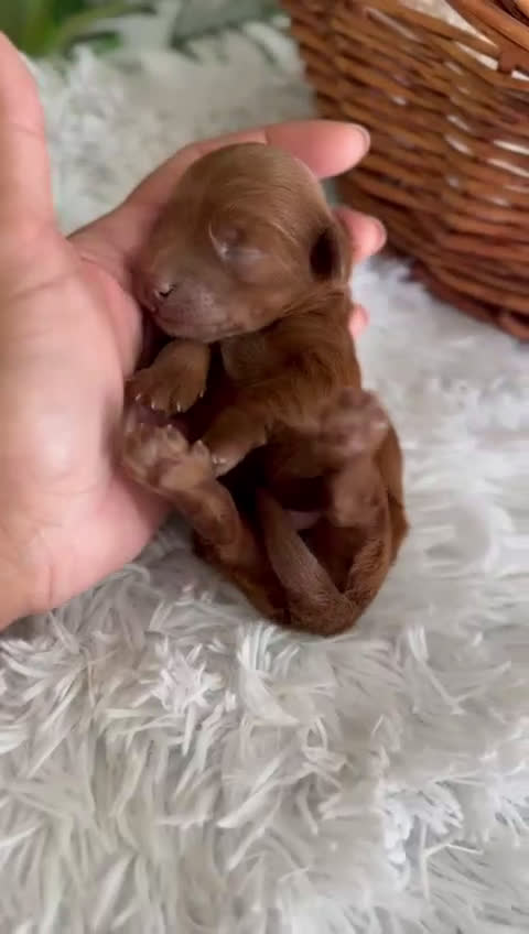 Maltipoo perros en venta: MALTIPOO ROJO MACHO - Video 1