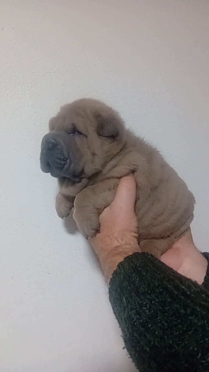 Shar Pei perros en venta: ‼️‼️Preciosa camada de minipeis  - Video 2