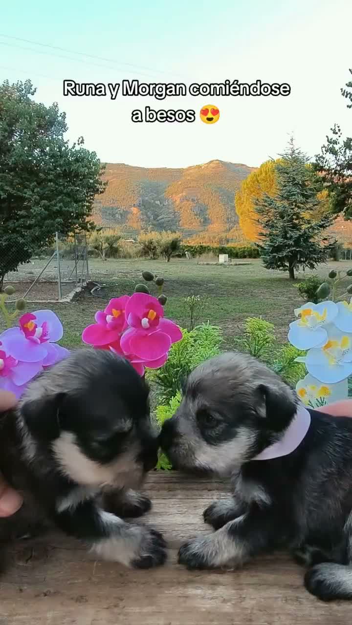 Schnauzer Miniatura perros en venta: Preciosos schnauzer miniatura ❤️ - Video 2