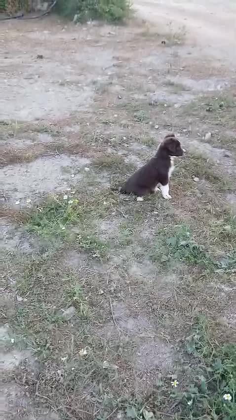 Pastor Miniatura Americano perros en venta: Pastor americano Miniatura  - Video 4