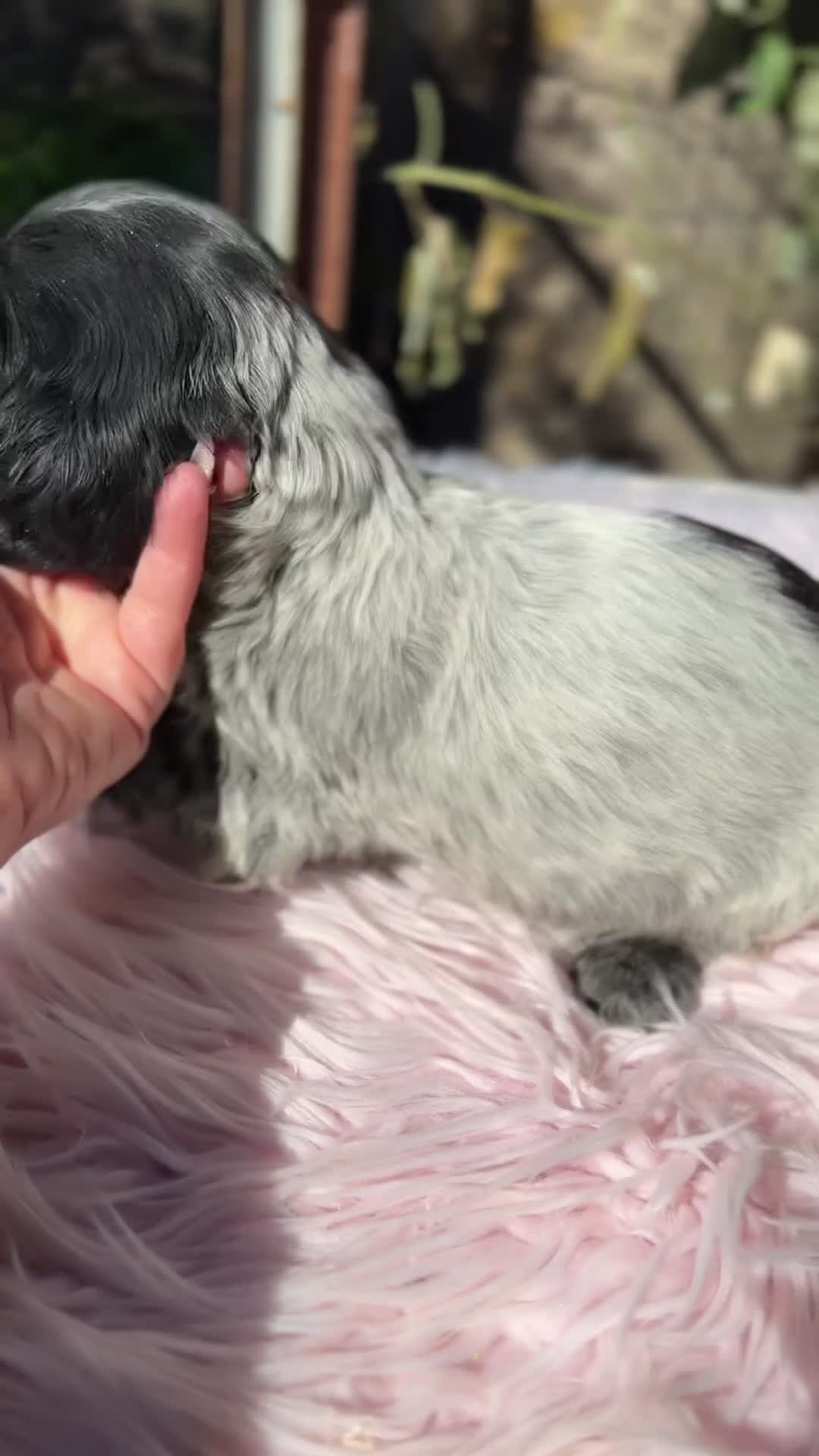 Cocker Spaniel Inglés perros en venta: Cocker ruano hembra  - Video 1