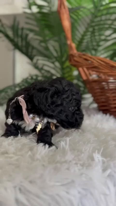 Caniche Toy perros en venta: CANICHE TOY HEMBRA - Video 1