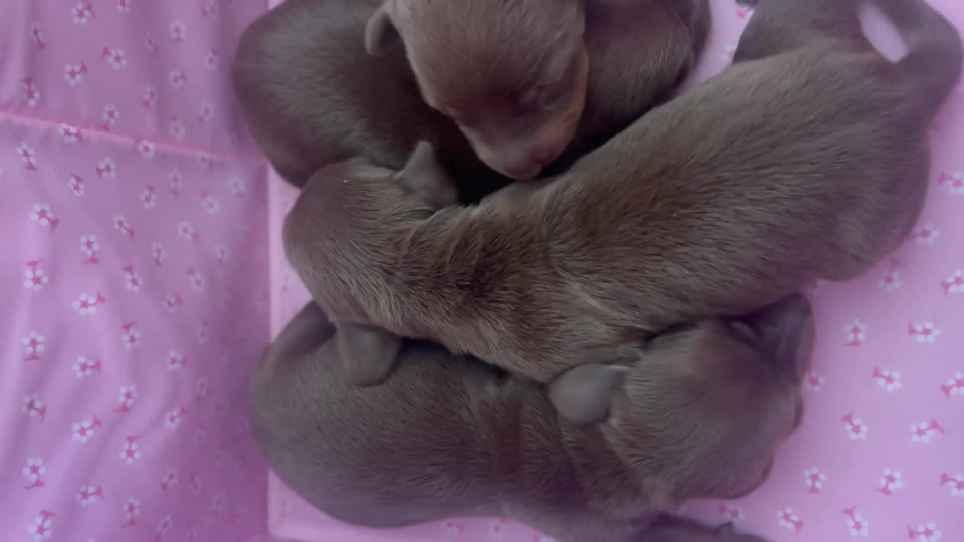 Teckel Miniatura perros en venta: Excelente Teckel Kaninchen chocolate .601144783 - Video 1