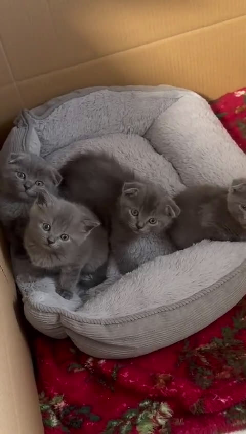 Scottish Fold gatos en venta: Scottish Fod  - Video 1