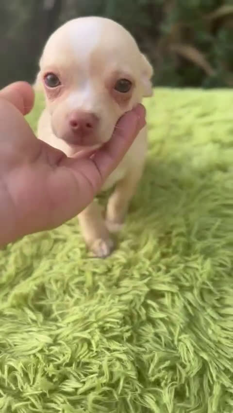 Chihuahua perros en venta: Chihuahua crema ojos claros  - Video 1