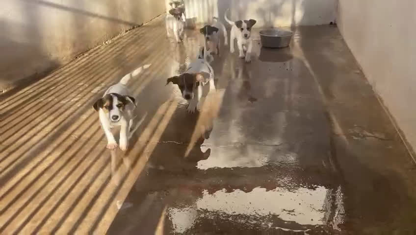 Jack Russell Terrier perros en venta: Preciosos cachorros de Jack Russell  - Video 1