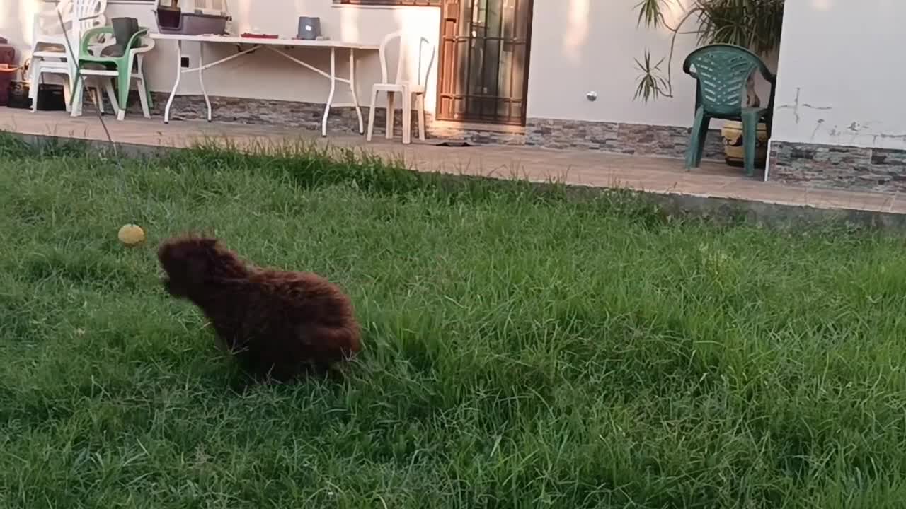 Perro de Agua Español perros en venta: CAMADA DE PERRO DE AGUA  - Video 3