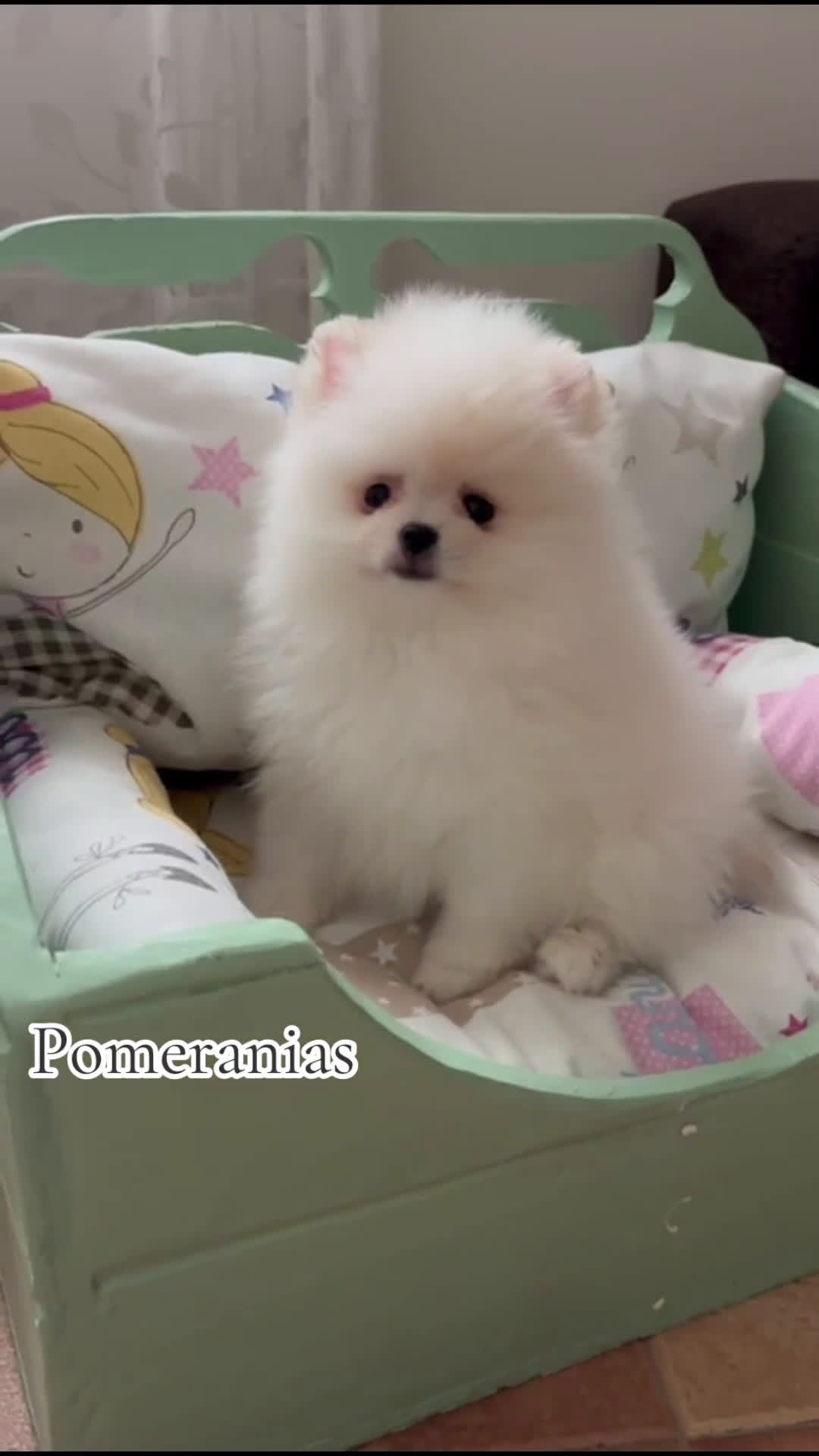 Pomerania perros en venta: Pomerania macho toy para diciembre.  - Video 1