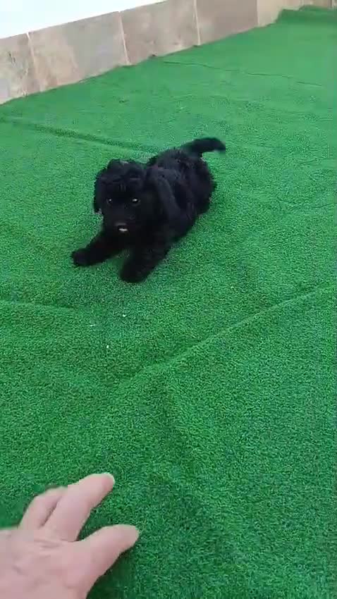 Caniche Toy perros en venta: Caniche toy negro azabache  - Video 1