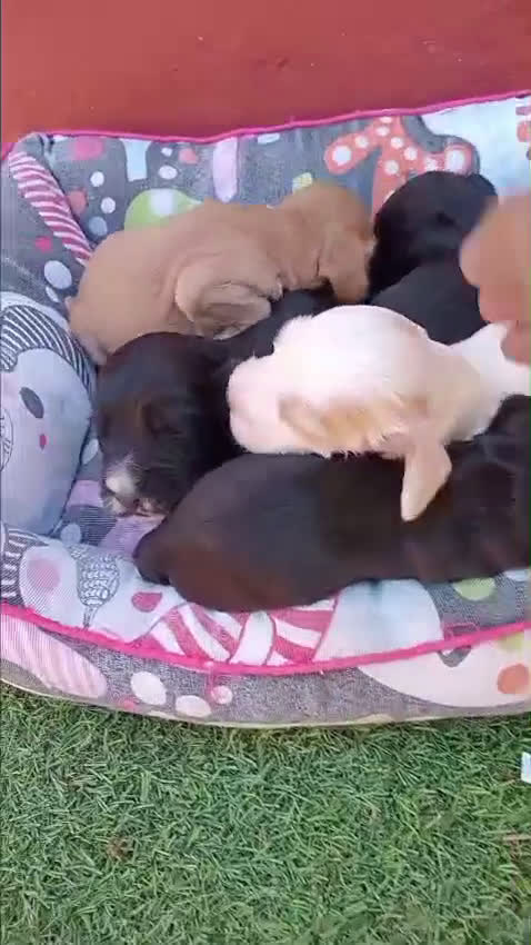 Cocker Spaniel Inglés perros en venta: Cocker Spaniel Inglés - Video 1