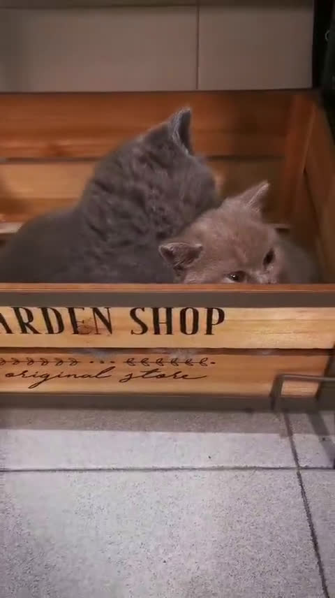 Británico de Pelo Corto Azul gatos en venta: Gatitos British - Video 1