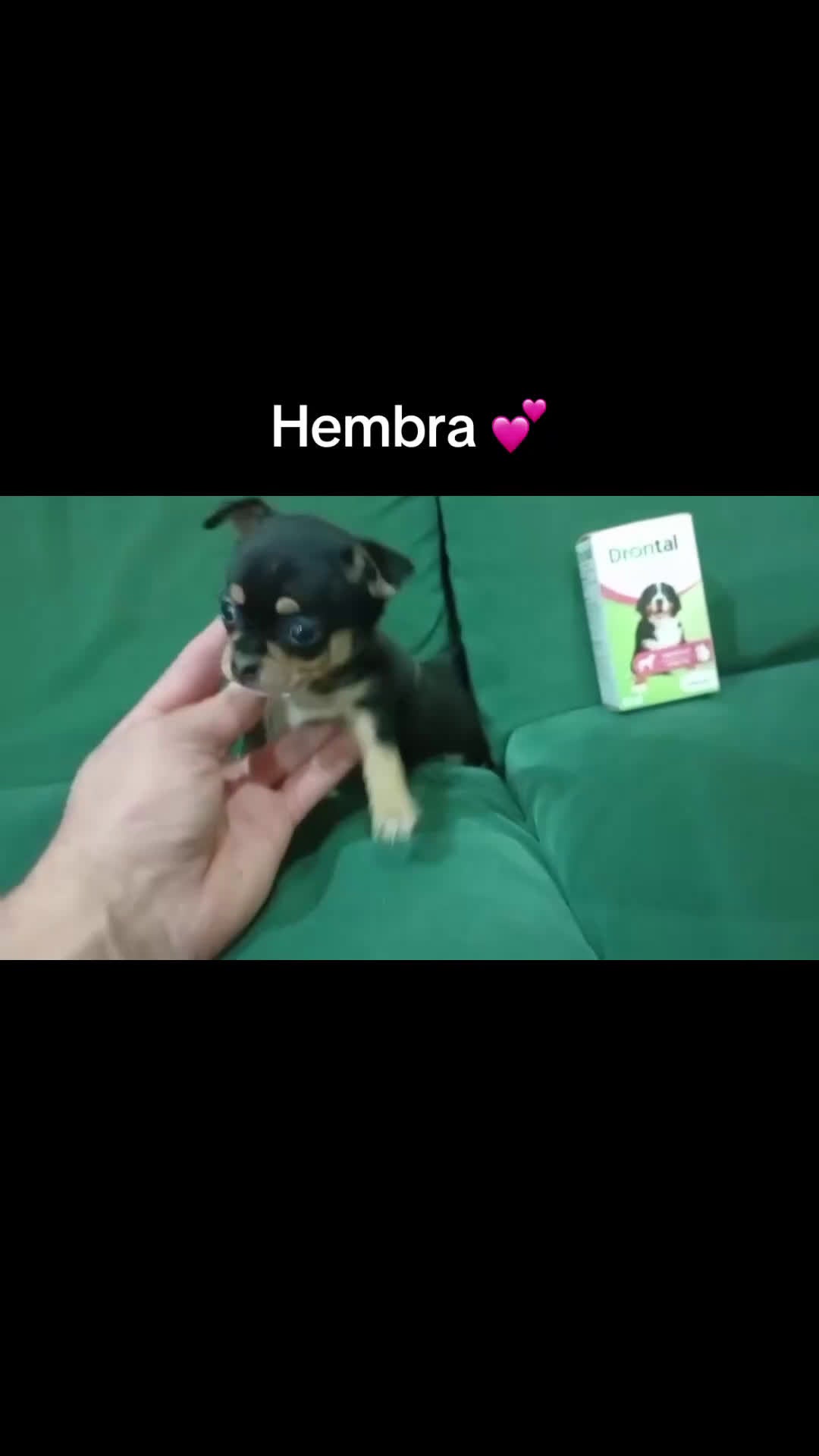 Chihuahua perros en venta: Chihuhua hembra - Video 1
